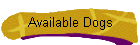 Available Dogs