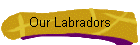 Our Labradors