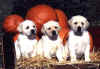 3pup10-99.JPG (47124 bytes)