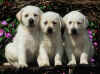 3yellowpups.jpg (48566 bytes)