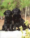 Blossom&Roscoe.jpg (151638 bytes)