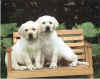 Brie&Kain7Weeks.jpg (207998 bytes)
