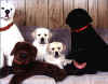 Puppies&Toys.JPG (47861 bytes)