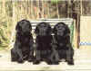 Roscoe&Dozer&Blossom.jpg (53462 bytes)