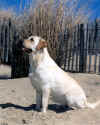 Rosie.JPG (92529 bytes)