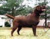 fudge16monthsStanding.JPG (67946 bytes)