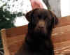 fudge16months.JPG (35536 bytes)