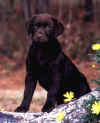 fudge.jpg (26888 bytes)