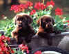 hanna&grizz1.JPG (60338 bytes)