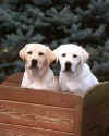 joy&zoe.jpg (66374 bytes)