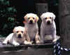puppies&dock.JPG (42951 bytes)