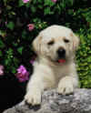 puppystone.jpg (72922 bytes)