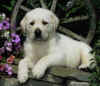 puppywhell.jpg (54775 bytes)