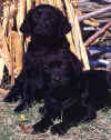 willowspups2.JPG (32032 bytes)