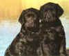 willowspups.JPG (15728 bytes)